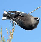 Dusky Woodswallow