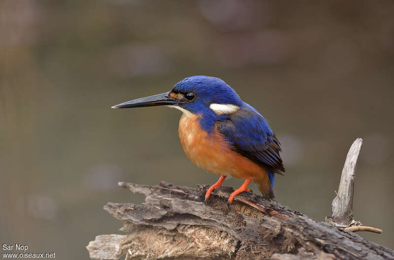 Martin-pêcheur à dos bleusubadulte, identification