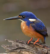 Azure Kingfisher