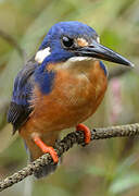 Azure Kingfisher