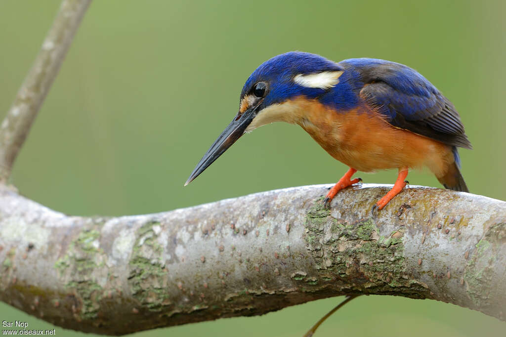 Martin-pêcheur à dos bleuadulte, Comportement