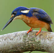 Azure Kingfisher