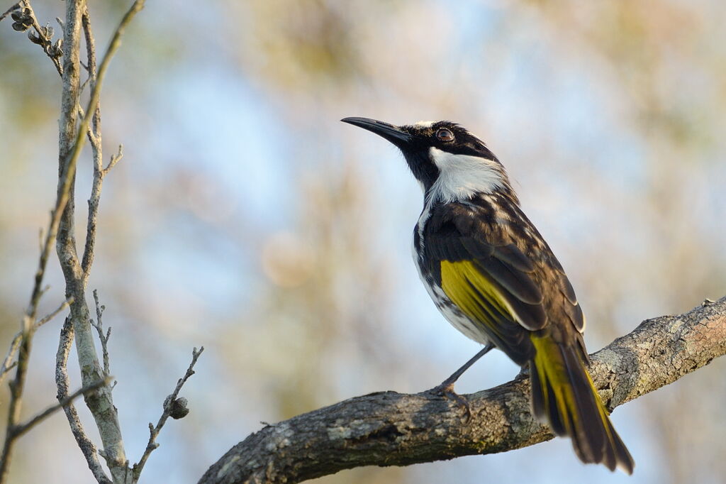 White-cheeked Honeyeater