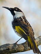 White-cheeked Honeyeater