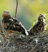 Square-tailed Kite