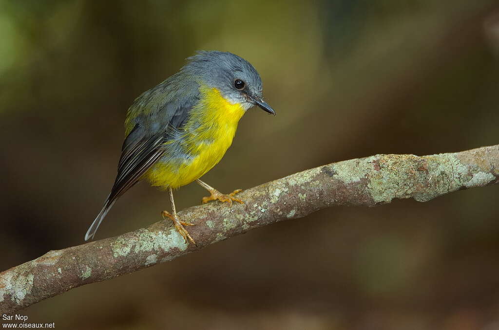 Eastern Yellow Robinadult, identification