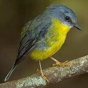 Eastern Yellow Robin