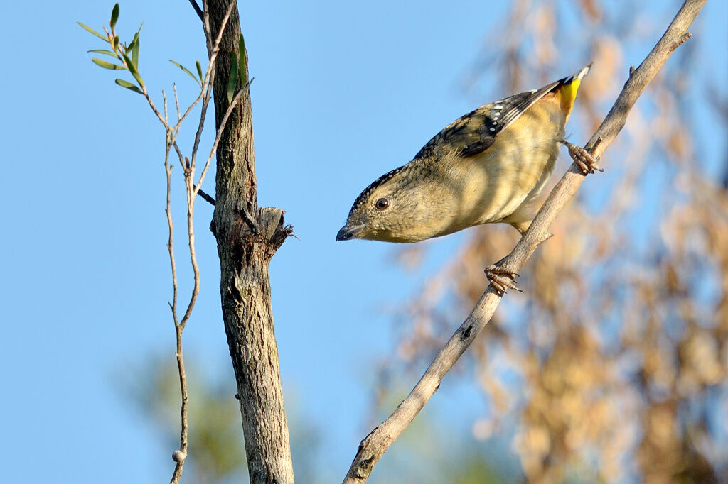 Pardalote pointillé