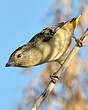 Pardalote pointillé