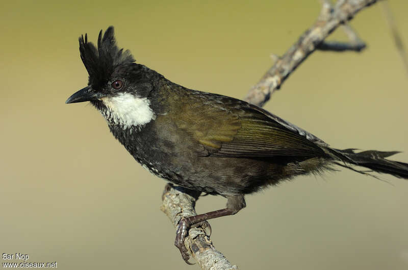 Eastern Whipbirdadult, close-up portrait, aspect