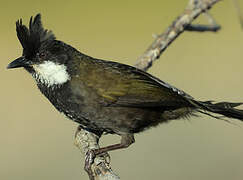 Eastern Whipbird