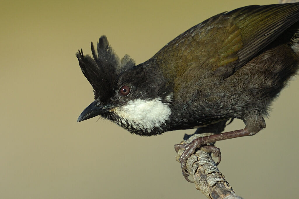 Eastern Whipbird