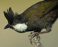 Eastern Whipbird