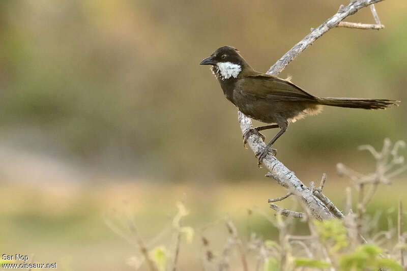 Eastern Whipbirdadult, identification