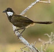 Eastern Whipbird