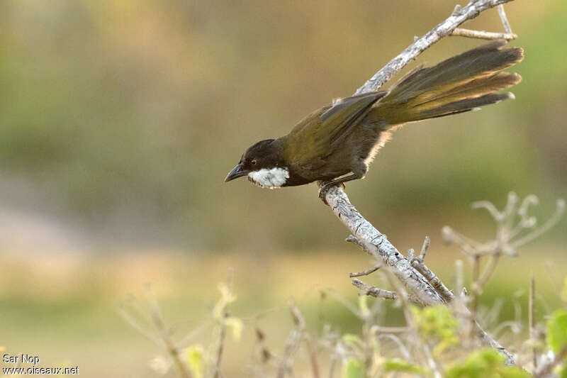 Eastern Whipbirdadult, Behaviour