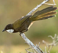 Eastern Whipbird