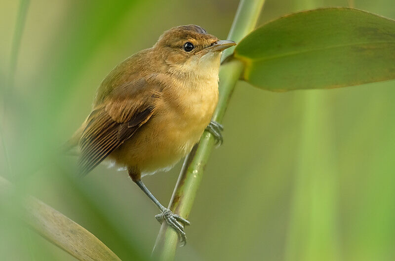 Australian Reed Warbler