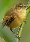 Australian Reed Warbler