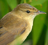 Australian Reed Warbler