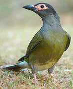 Australasian Figbird