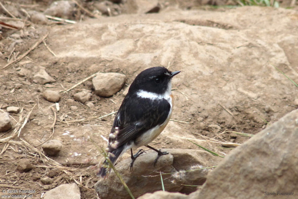 Reunion Stonechat