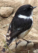 Reunion Stonechat