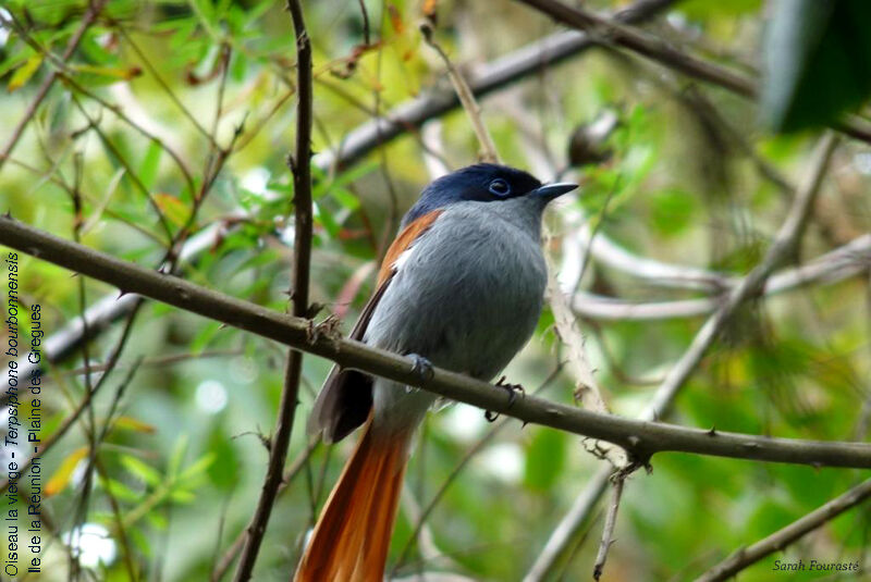 Mascarene Paradise Flycatcher male adult, Reproduction-nesting, Behaviour