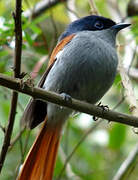 Mascarene Paradise Flycatcher