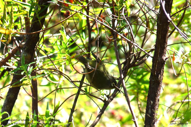 Reunion Olive White-eyeadult, feeding habits