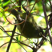 Reunion Olive White-eye