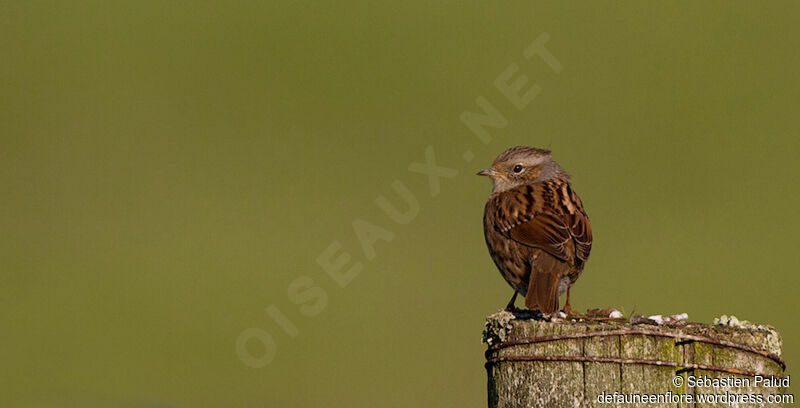 Dunnock