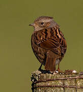 Dunnock