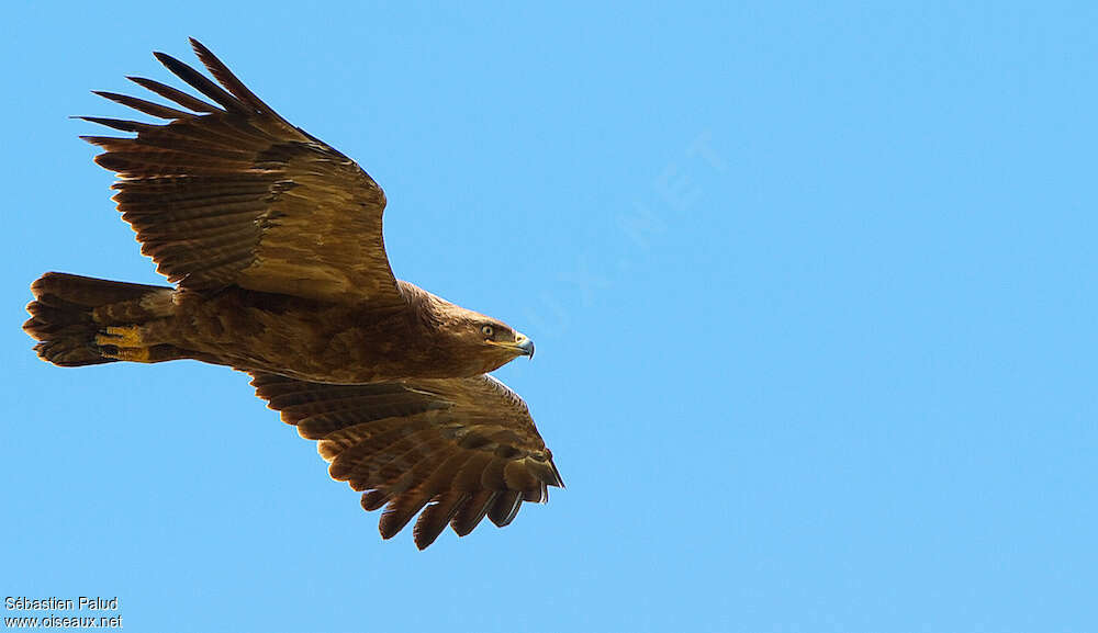 Aigle pomarinadulte, identification