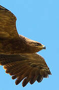 Lesser Spotted Eagle