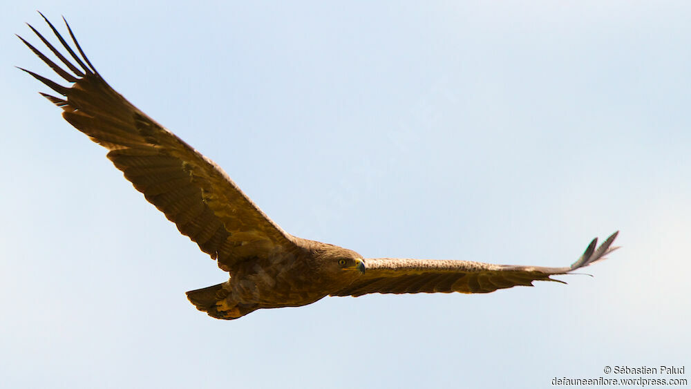 Lesser Spotted Eagle