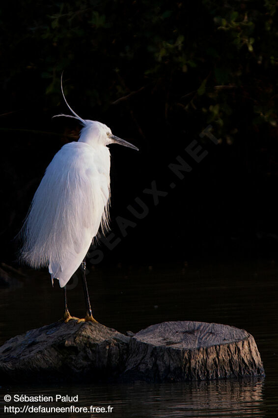 Aigrette garzette