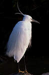 Aigrette garzette