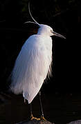 Aigrette garzette