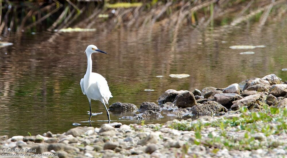 Aigrette neigeuse