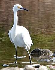 Aigrette neigeuse