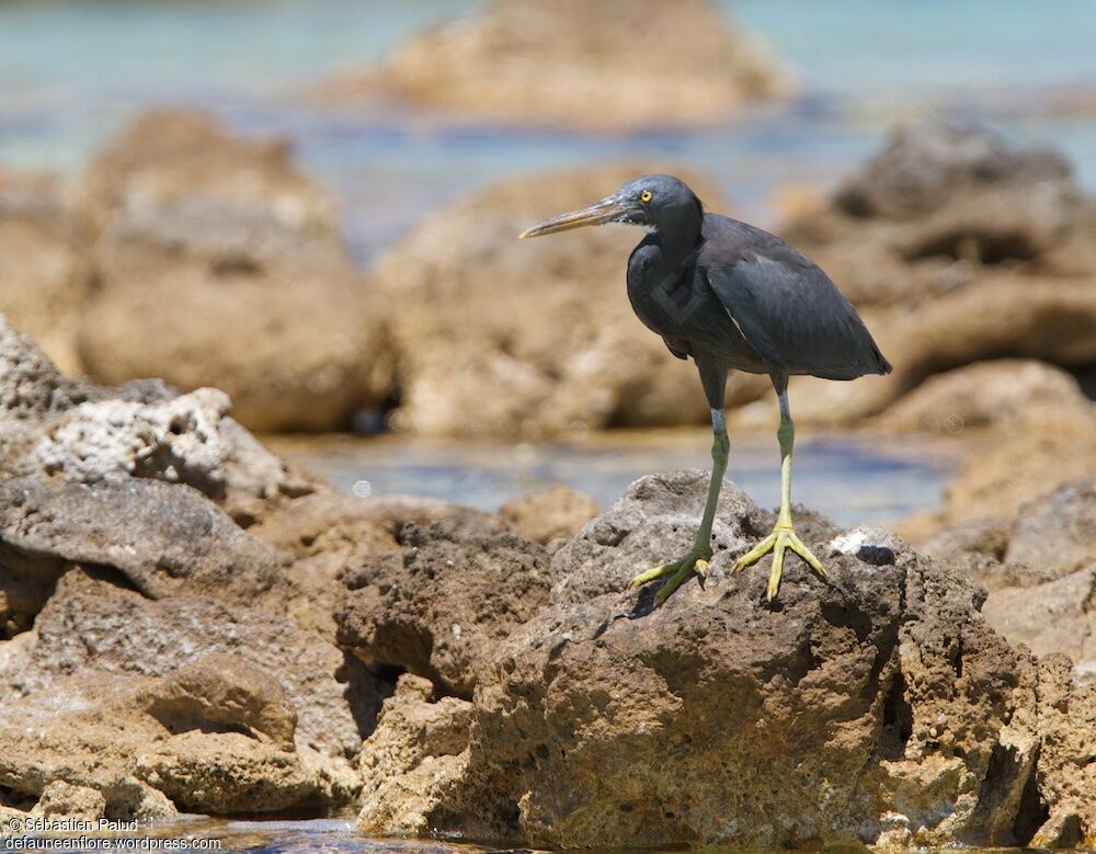 Aigrette sacrée