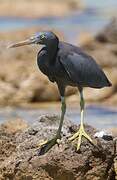 Pacific Reef Heron