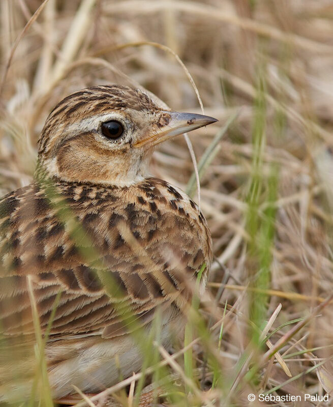 Eurasian Skylark