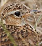 Eurasian Skylark