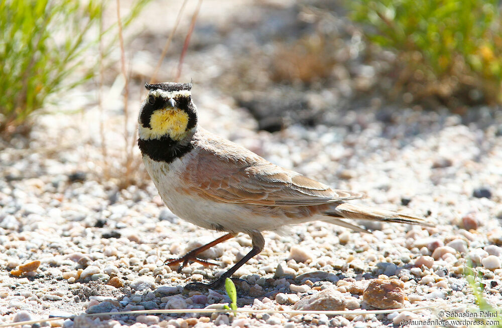 Horned Larkadult