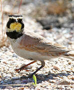 Horned Lark