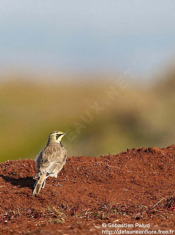 Horned Lark