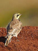 Horned Lark