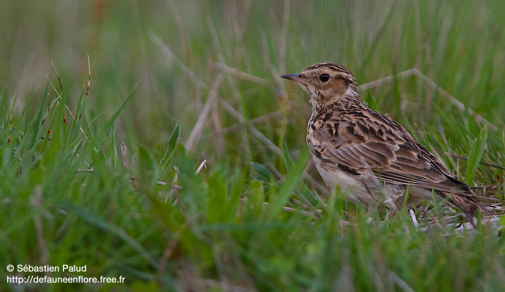 Woodlark